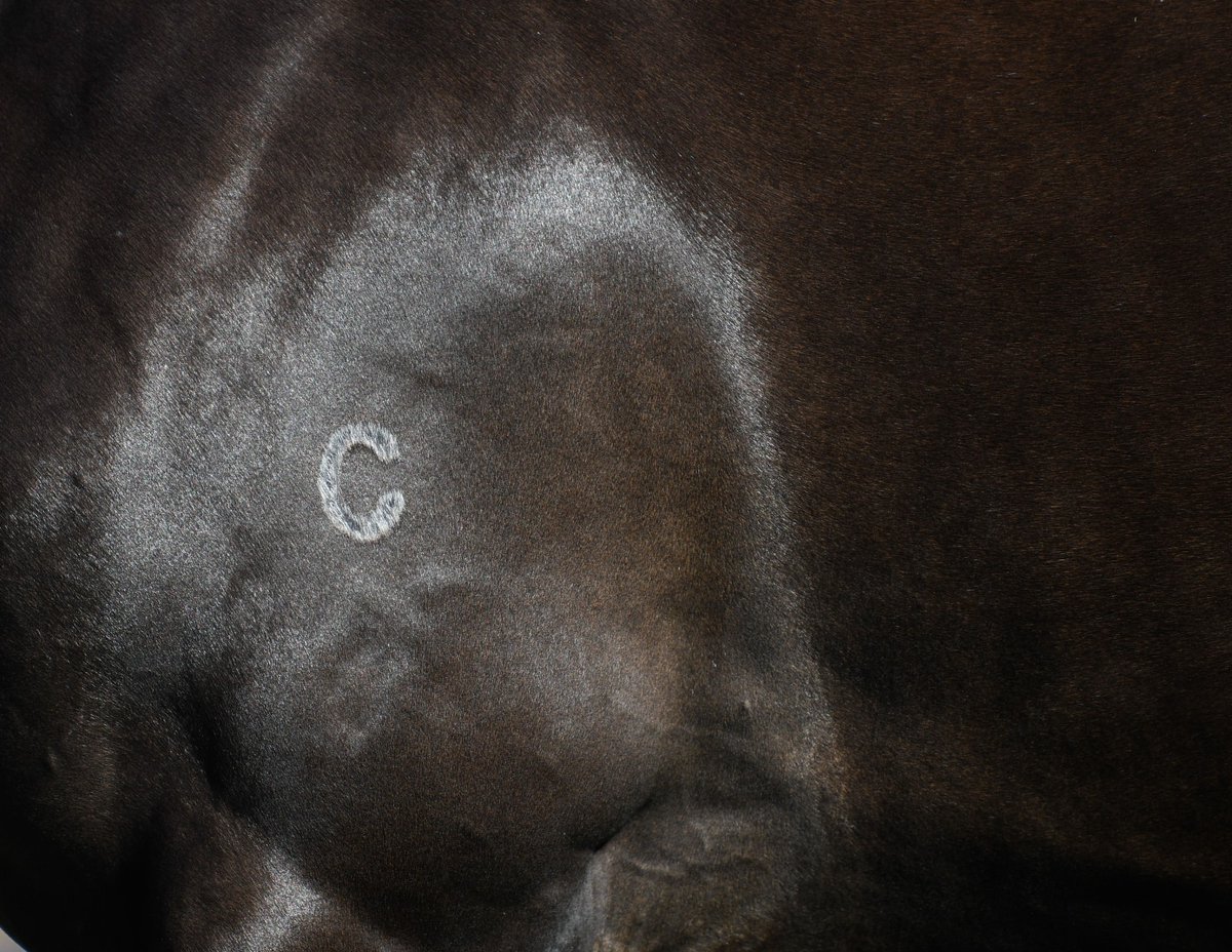 Coolmore Australia tweet media
