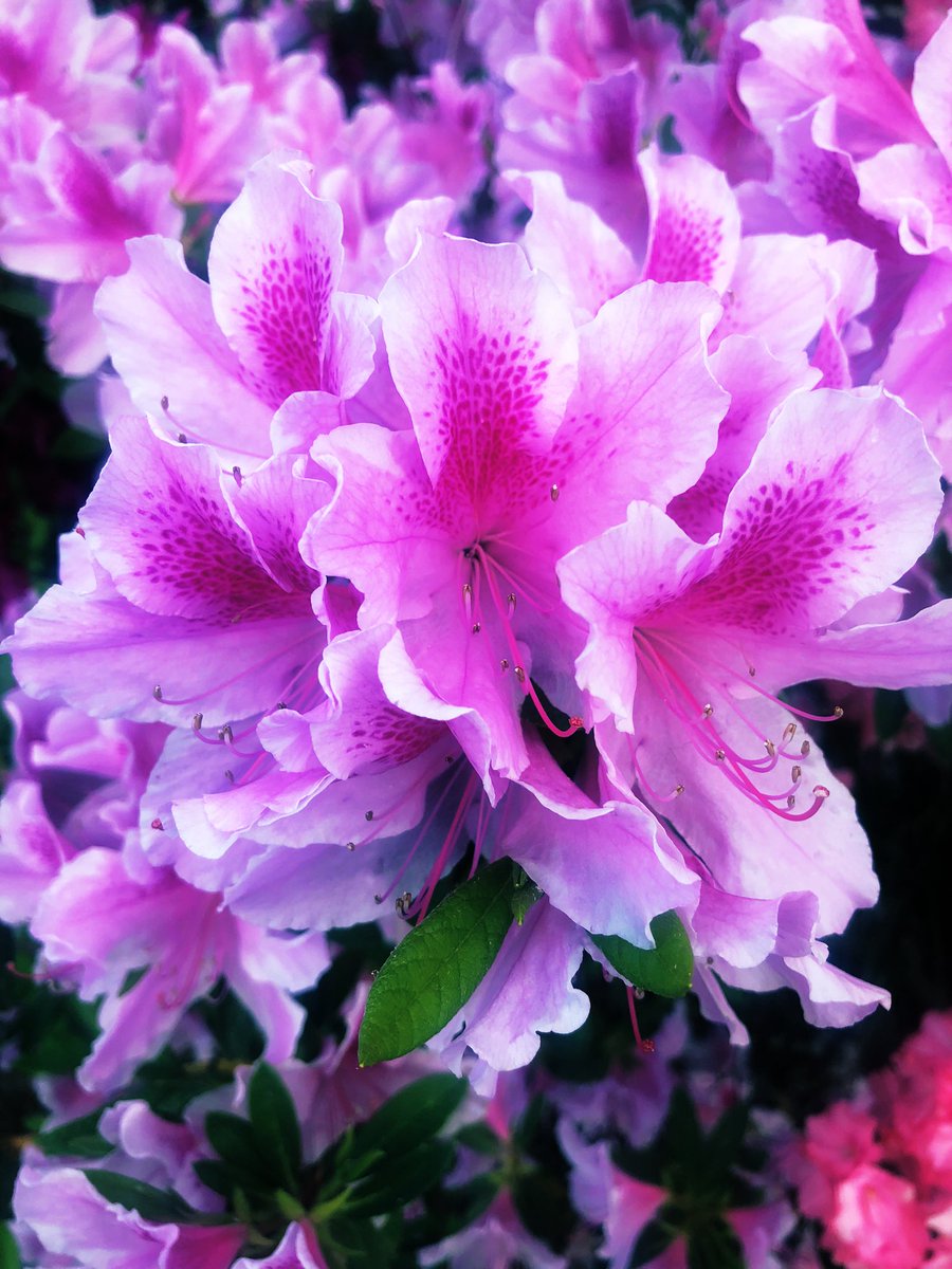 It’s azalea season in eastern North Carolina. Not having experienced it in a few years, it seems especially spectacular! #azaleaseason #gottobeNC #GardeningX #gardenshour #gardenersworld #DailyBotanicalBeauty #DailyAzalea