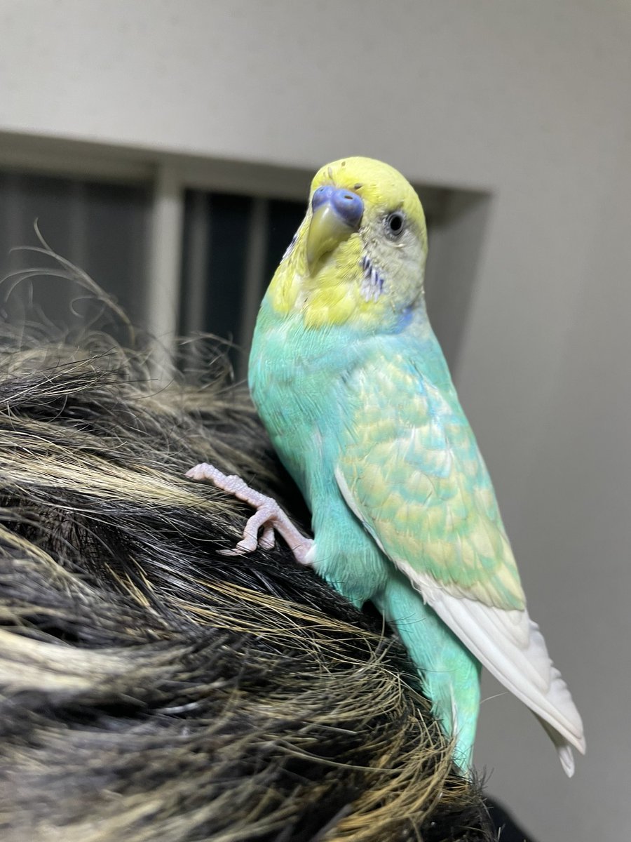 sadakatakougyou's tweet photo. 現場で可愛いインコがでてきたのでウチで預かってます。最寄りの交番に行くつもりです。 https://t.co/Q3JK1KFBOT
