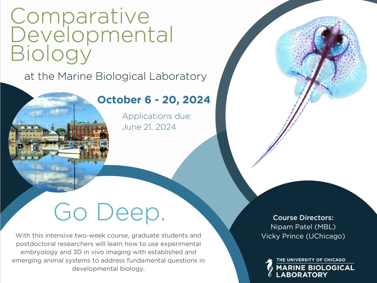 Developmental biology students/postdocs: join us for this exciting new lab course at MBL in October! Applications due June 21st 2024: go.mbl.edu/CDB