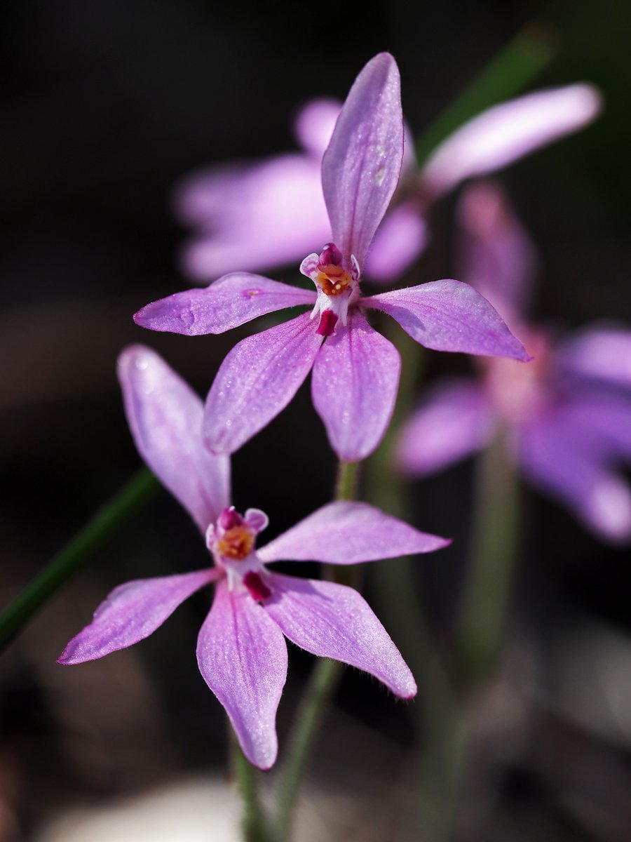 Some Little Pink Fairy Orchids (Caladenia reptans ssp. reptans) to brighten your Friday 🩷 #orchids #biodiversity #ozflora #ozplants #KingsPark