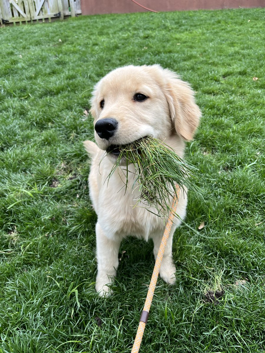 General Sod <a href="/GoldretrieverUS/">Golden Retriever Channel</a> 
#bowdownbeforesod