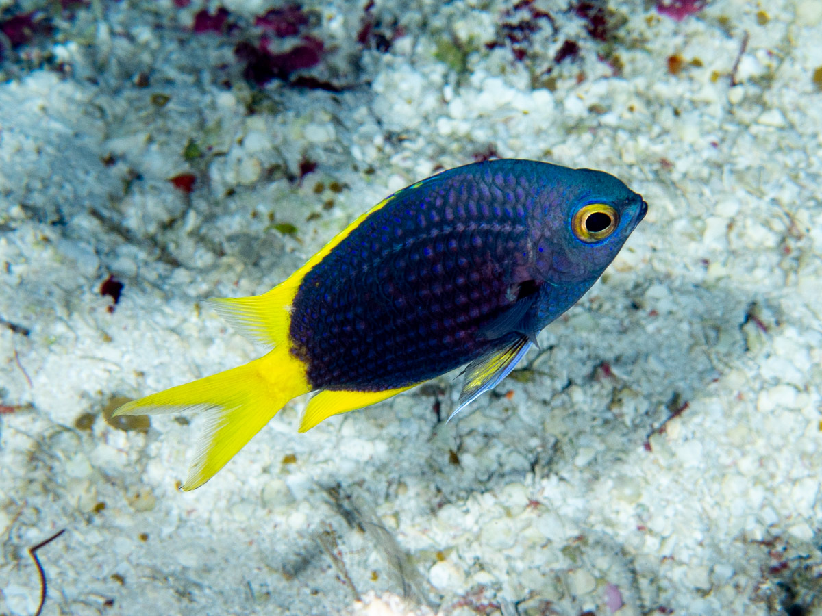 I've seen this fish before, but never had a chance to photograph it, until now. Meet the beautiful Chromis circumaurea, a #mesophotic damselfish widely distributed in the central and western Pacific. I photographed this one at 135m depth in the Coral Sea. #ichthyology