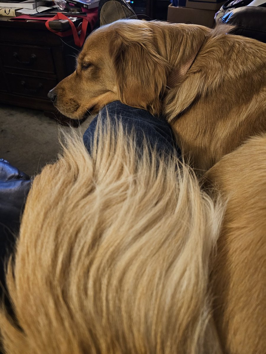 scfotoguy's tweet photo. Our girl Snickers snuggling in for the night in my lap with her beautiful flowing tail feathers in the foreground.
#welovesnickers #goldenretriever #myearthangle #meltsmyheart https://t.co/FFw7mMVC8o