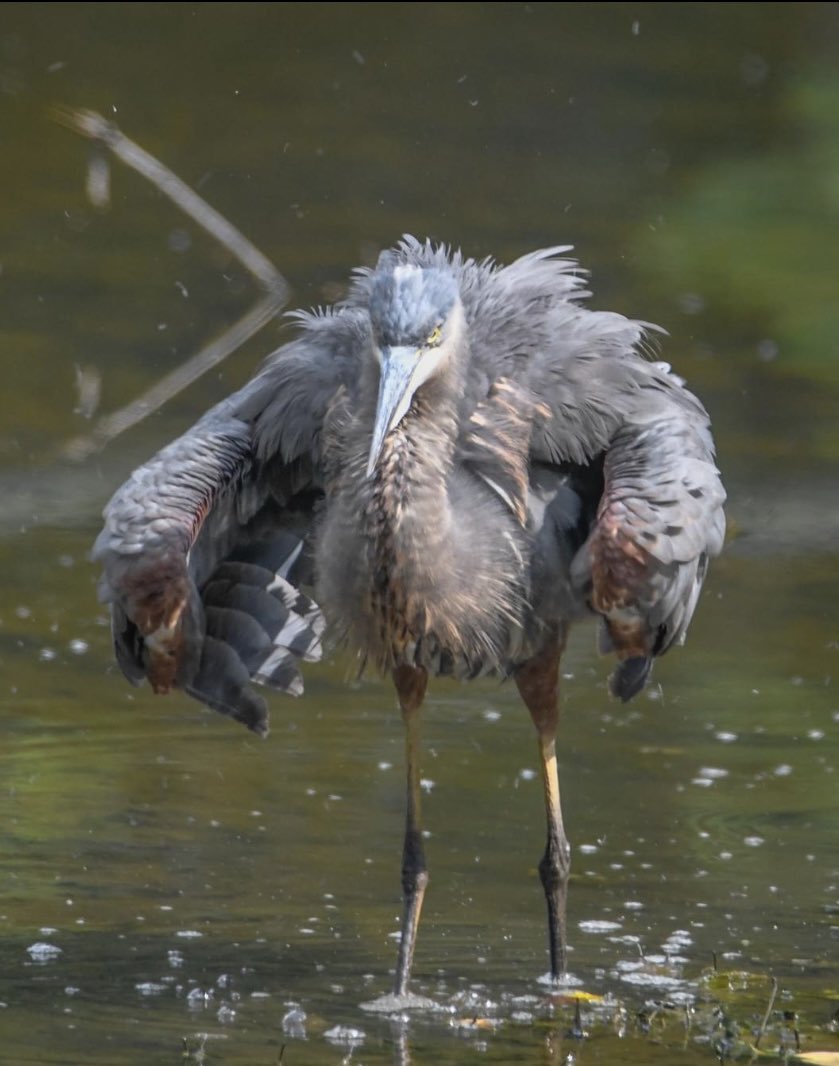 The Blue Heron getting all floofed up over current events.