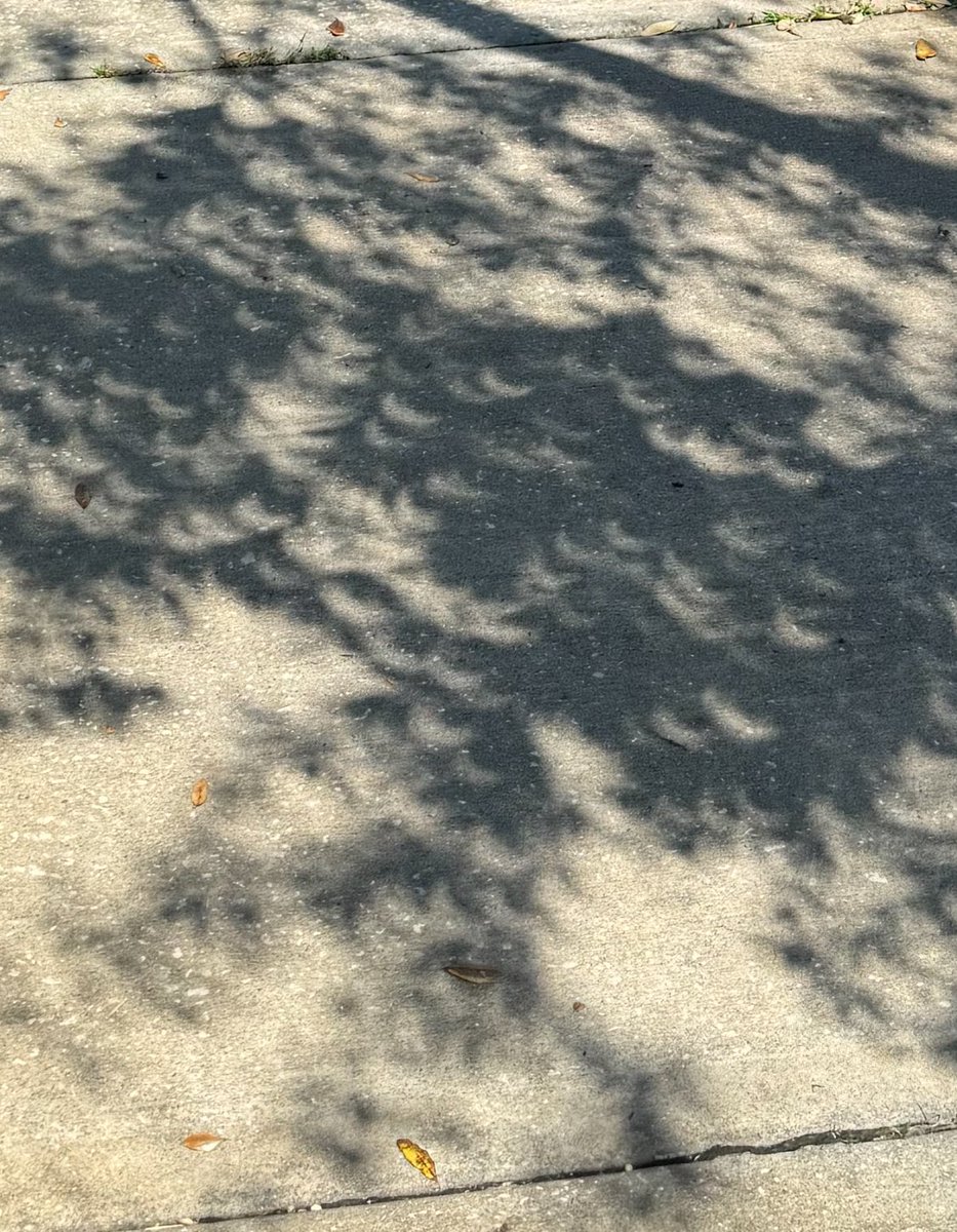 RSingerWriting's tweet photo. @Inkstainedshts I’ve personally always loved the tiny eclipses on the ground beneath trees. My favorite part. https://t.co/VWaY4oNYoY