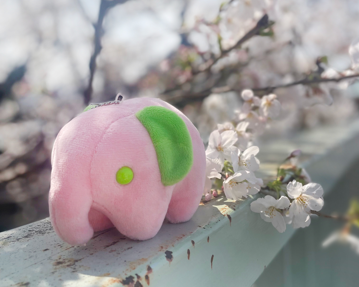 🌸さくらもち🌸 ドムドムハンバーガーの一部店舗でも 販売スタートしました🐘（数量限定） ・イオンスタイル赤羽店 ・海浜幕張店 ・吹田店