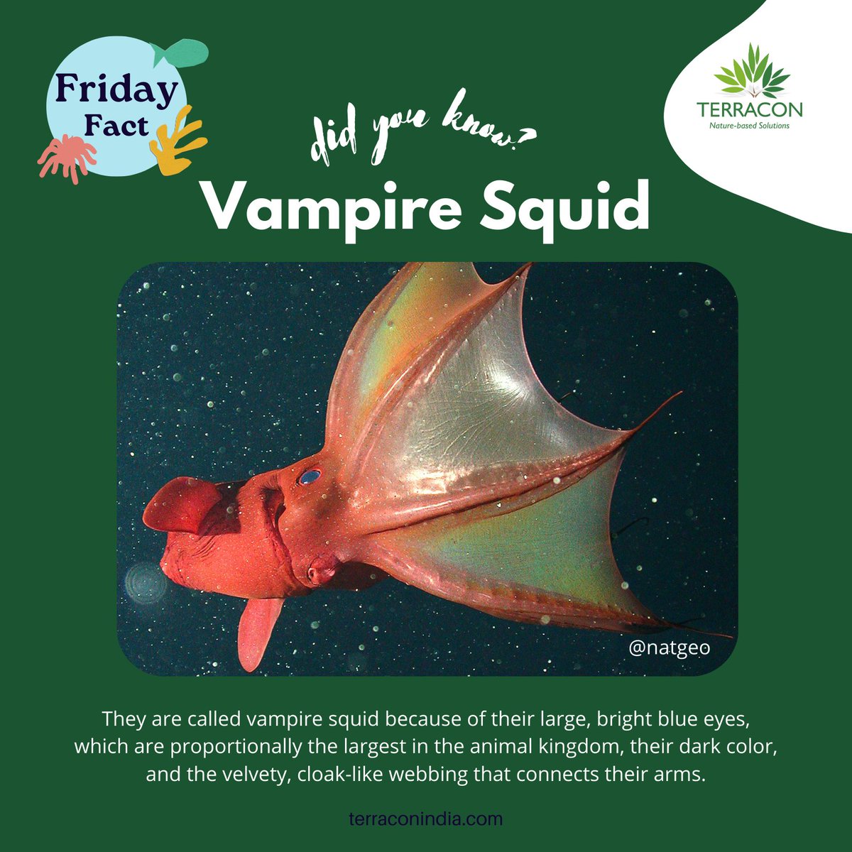 Did you know? The vampire squid, a relic of deep-sea evolution, boasts unique adaptations for life in the abyss. From its gelatinous body to bioluminescent displays, it's a detritivore thriving in oxygen-deprived environments.  

#VampireSquid #OceanFacts