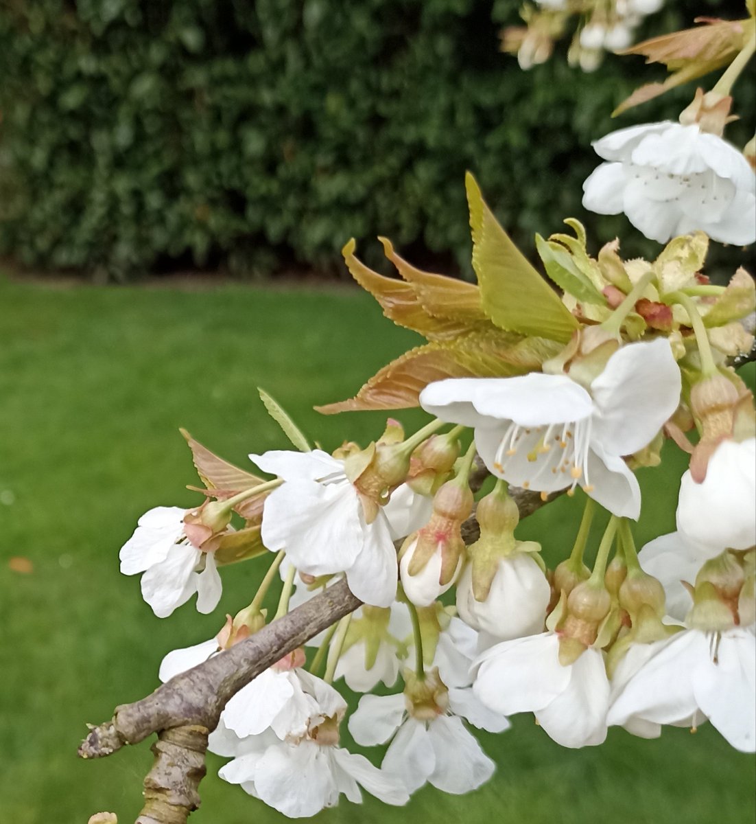 Le cerisier amuse la galerie avec sa robe de mariée. Les plus grands chanteurs viennent donner l'aubade. L'été portera ses fruits. Douce journée à Vous.