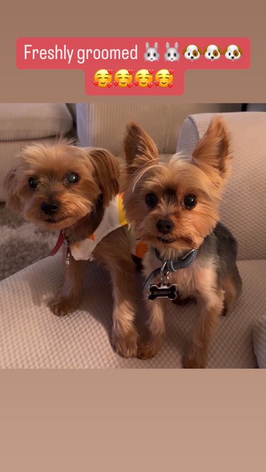 Freshly groomed 🐰🐰🐶🐶🐶🥰🥰🥰🥰 https://t.co/Z8di4th8Oh<a href="/tag/dreamingofyou"class="tags"><span>#dreamingofyou</span></a><a href="/tag/bedtimebliss"class="tags"><span>#bedtimebliss</span></a><a href="/tag/goodnightbabe"class="tags"><span>#goodnightbabe</span></a>