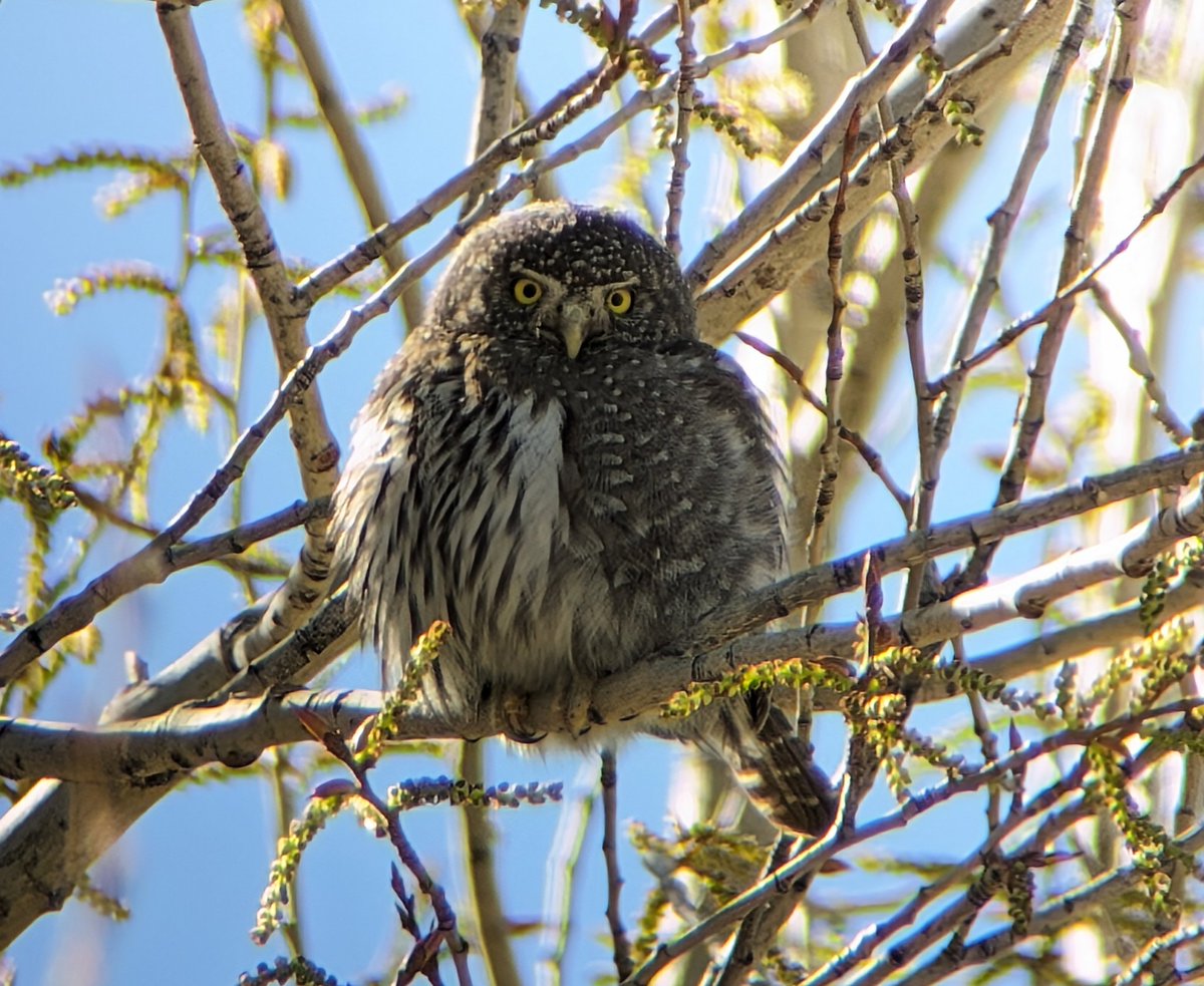 Reached sw New Mexico yesterday, it's still cold overnight. Minus 5 at our Gila Hot springs campground 🥶 The morning walk more than compensated when we found this splendid Northern Pygmy Owl warming itself in the sunshine. A few more migrants starting to appear now too. 😁