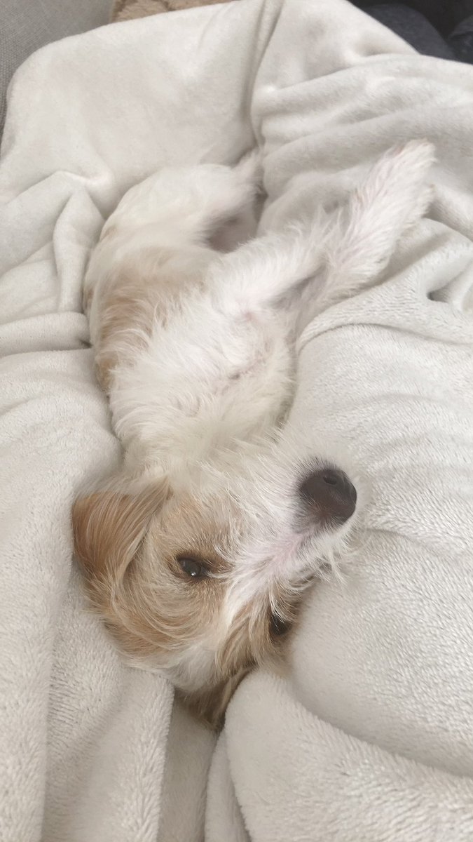 JackRussell_wwf's tweet photo. @kasyuna1225 折り曲げたあんよ可愛すぎです🥰 https://t.co/DXOlaIpBwp