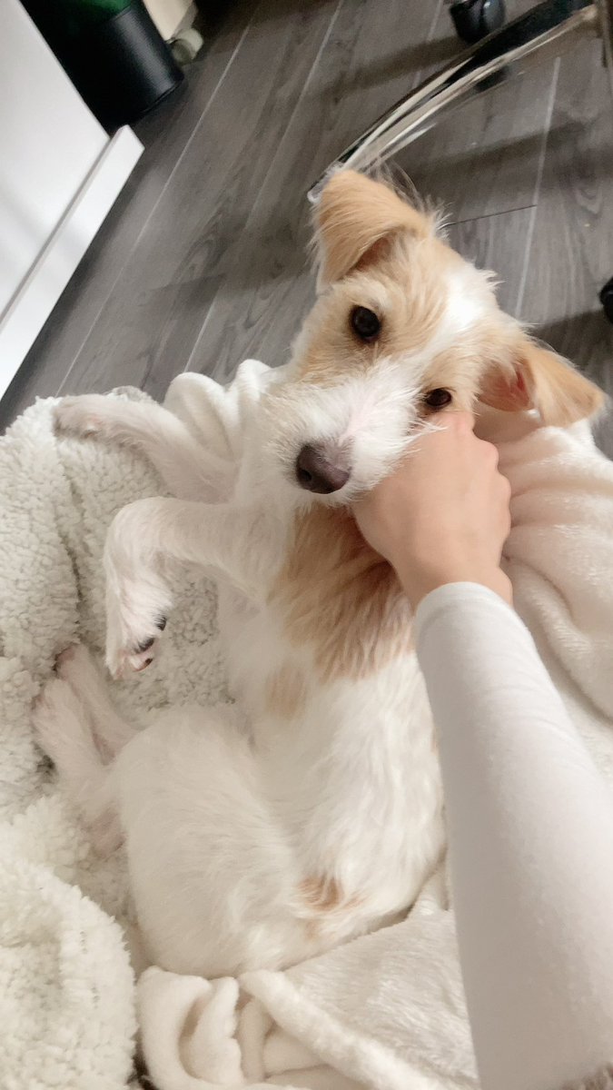 JackRussell_wwf's tweet photo. @kasyuna1225 折り曲げたあんよ可愛すぎです🥰 https://t.co/DXOlaIpBwp