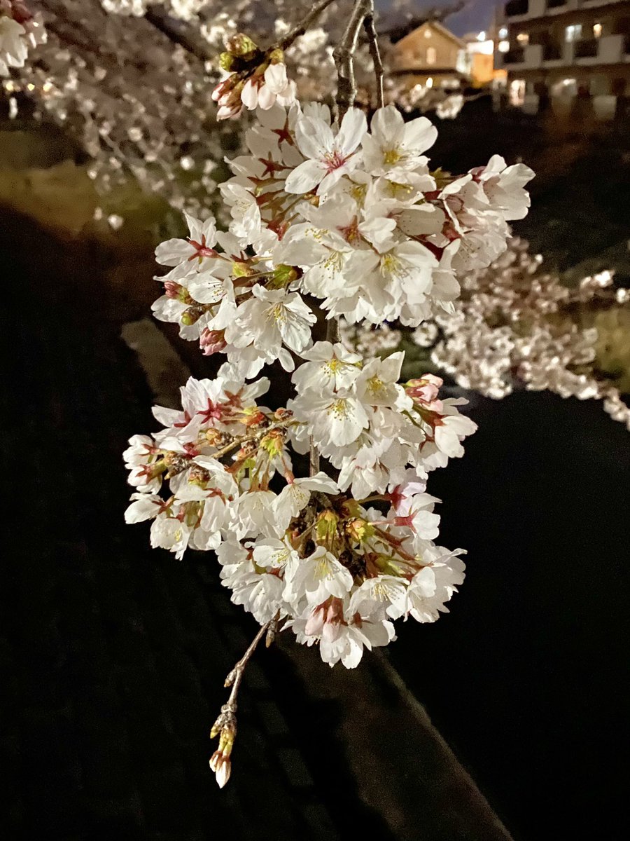 夜桜 #お花見2024