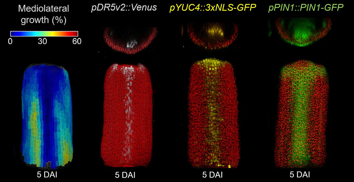 Happy to share our new paper @NatureComms where we describe how gradients of cellular dynamics shape #gynoecium development in #Arabidopsis rdcu.be/dDE6K Thanks @andreagomezfe for your outstanding performance and dedication to science! #MorphoGraphX