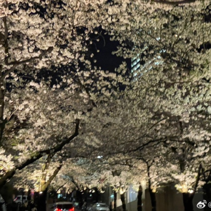 728_info's tweet photo. 🩷道枝駿佑 Weibo 更新🆕
https://t.co/EepqSMU707

早上好〜
前段时间去看樱花了哟。
今天一天也努力吧！！

おはよう〜
この前は桜を見たよ。
今日も一日頑張ろう！！ ​​​

#なにわ男子 #道枝駿佑