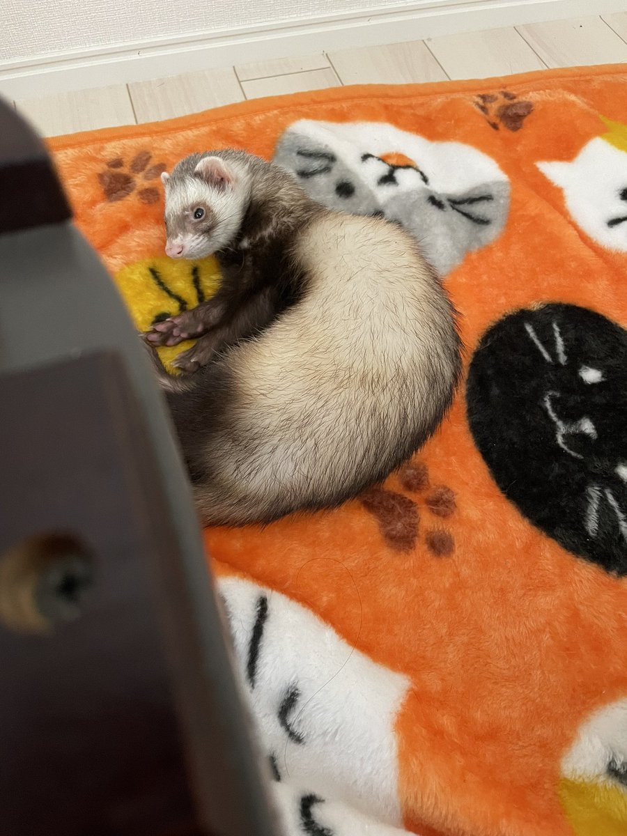 yui_frt34's tweet photo. #フェレット
#セキセイインコ

環境がガラッと変わったものの、ふぇたんは早くも散歩中にお眠り。慣れるの早いなあ https://t.co/t2tD4DrQZy