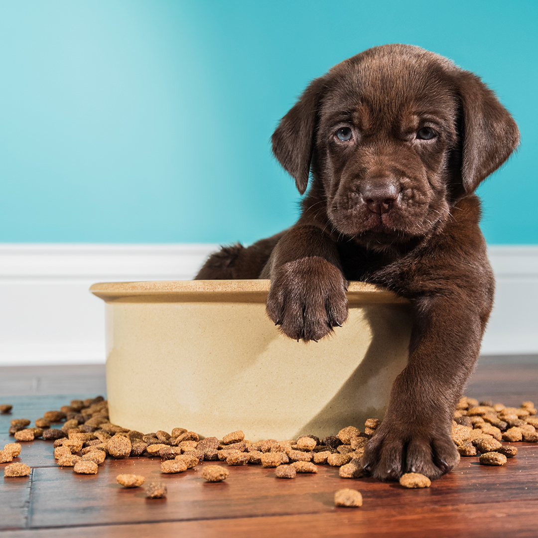 Sam_Farmers's tweet image. I know your furballs are VIPs in your family, just like mine. Pack a go-bag/safety kit for your pet — with food, medication and other essentials to help keep them safe and calm — in case of an emergency or evacuation.