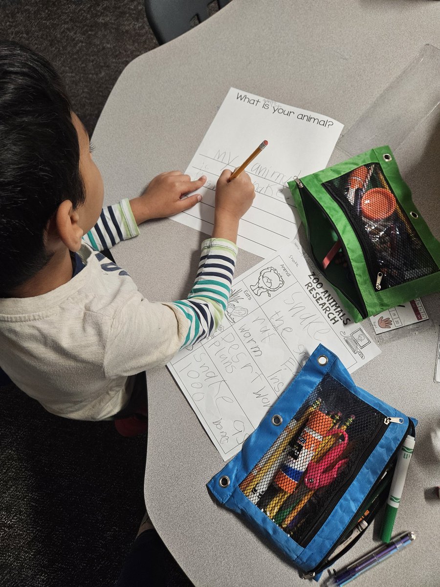 MaryBethBajikar's tweet image. This week, students picked their own animals to research. They did research, took notes, and started  writing an informational book  based on their research. 

It is so fun watching them. They are very passionate about their animal research!

@DLE_Lions 
#justgoodteaching