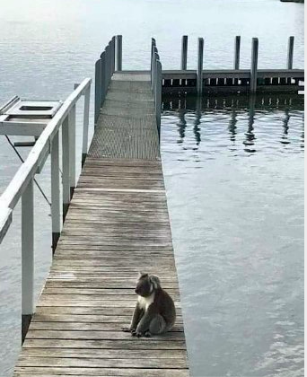 One of the best things about being a 🧶🧓 is when you collapse from all the activism stuff and pause for a cup of tea and a Koala appears on a pier right in front of you.