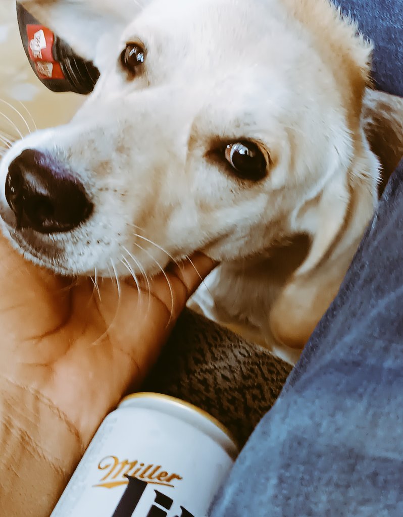 Sebas14Arrocha's tweet photo. 📜🌆 It was good company
#PerrosYLibros #LecturaConPerros #AmoALosPerrosYLectura #Dogs #Books https://t.co/ElIopn1J43