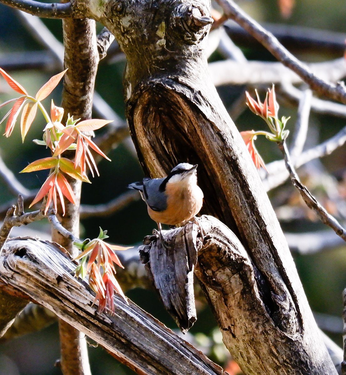 A day break from Twitter has taught me, some addictions are good for soul 😜😍 Chestnut-bellied nuthatch #IndiAves #BBCWildlifePOTD #BirdsSeenIn2024 #birds #birding #TwitterNatureCommunity #birdphotography #photooftheday @NatGeoIndia @NatureIn_Focus @Advay_Advait