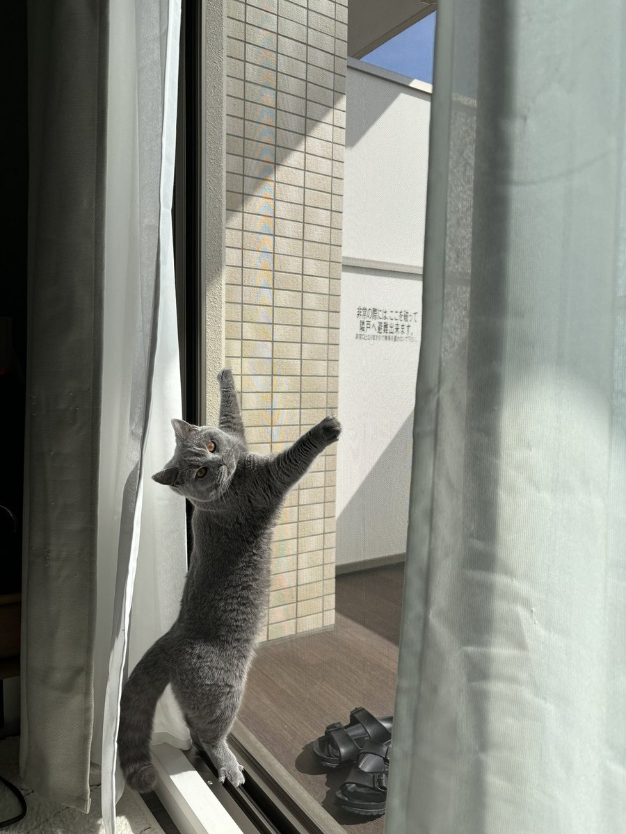 おはようございますにゃ(=^x^=)☀️
#cats
#ブリティッシュショートヘア