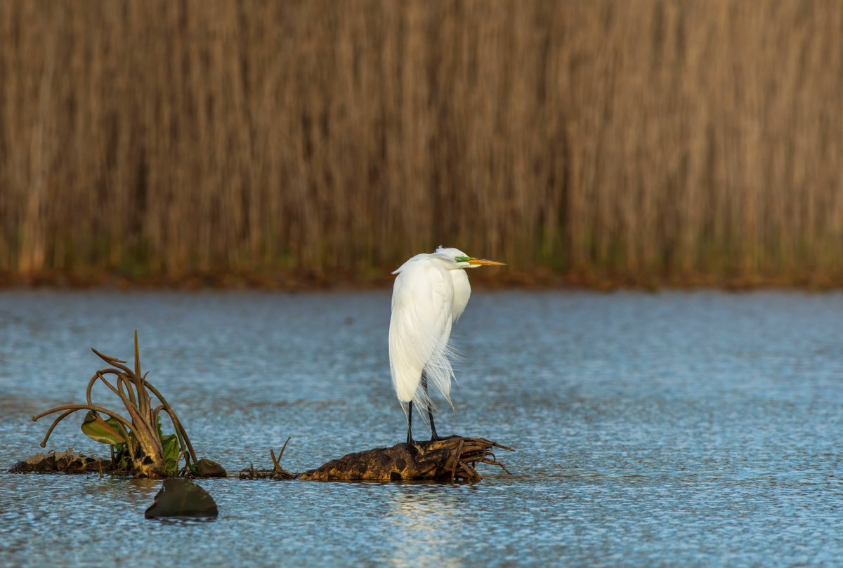 The Great Egrets are slowly arriving. #egret #nycwildlife #wadingbirds #birdwatching
