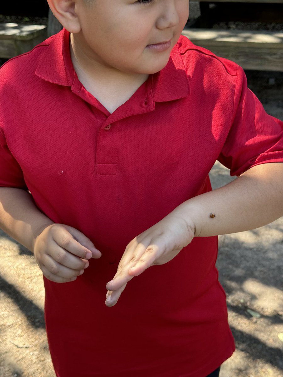 1st and 2nd graders had a beautiful day in the garden investigating ladybugs 🐞 We were also lucky enough to see the potatoes we planted in January begin bloom! @HelmsDLSchool @WraparoundHelms @HelenAnguiano @readygrowgarden @HoustonISD #gardenday #schoolgarden