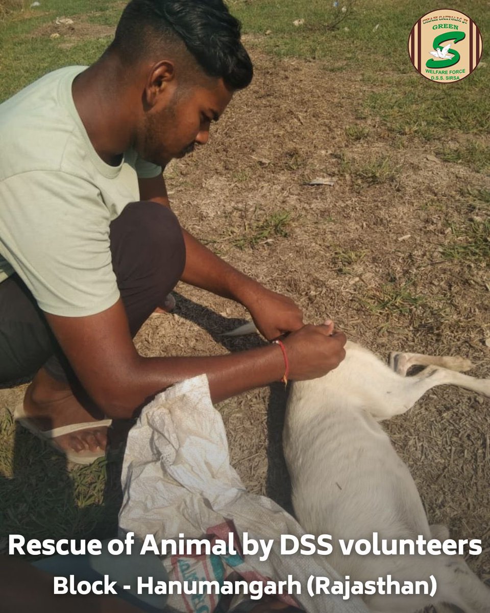 GreenSwelfares's tweet photo. Small acts of compassion have a big impact on those who can't speak for themselves. Shah Satnam Ji Green 'S' Welfare Force Wing  volunteers, guided by Revered Saint Dr. MSG, are spreading positivity by caring for mute creatures. Their dedication exemplifies the transformative power of faith and compassion. #AnimalWelfare #Humanity #DeraSachaSauda