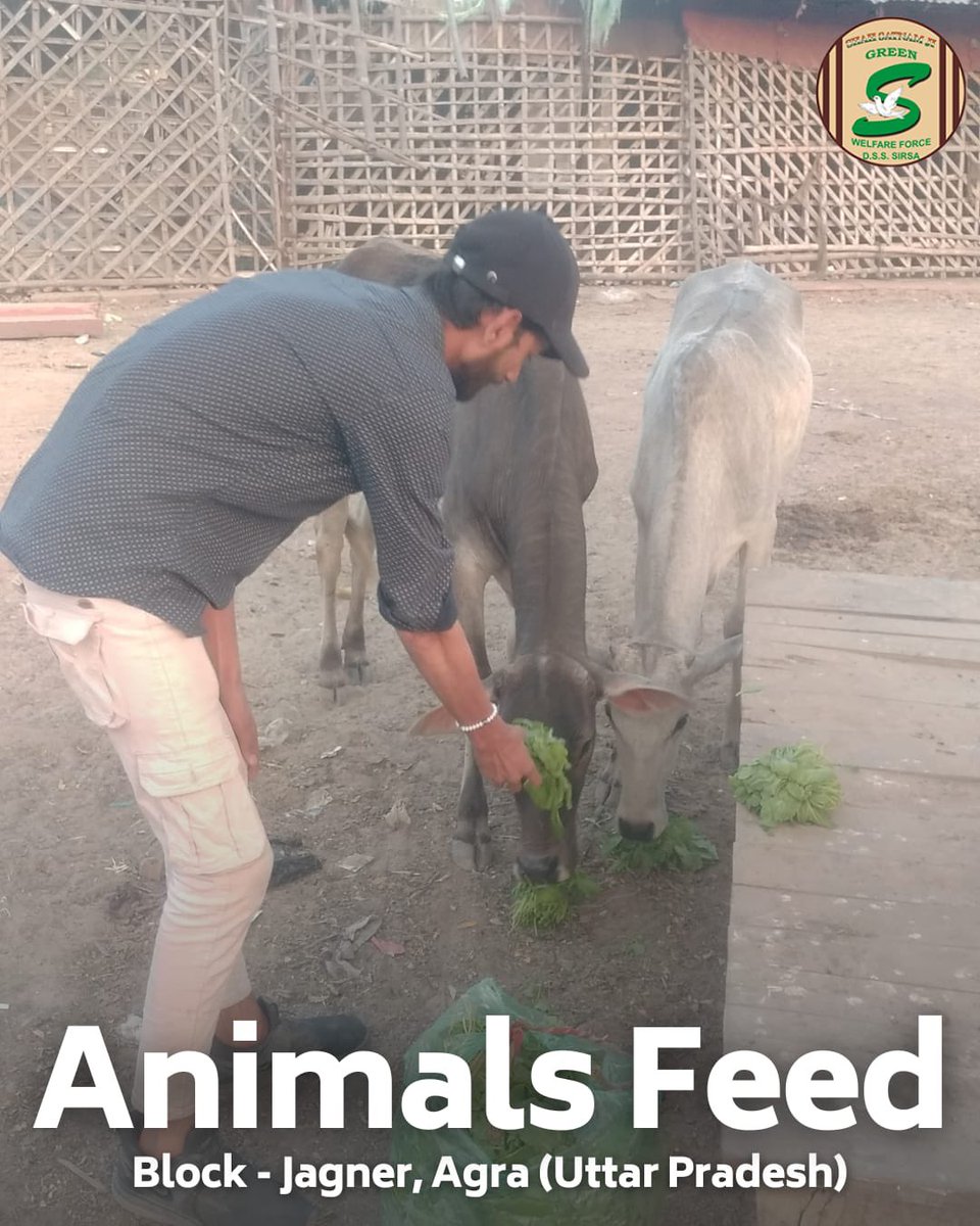 GreenSwelfares's tweet photo. Small acts of compassion have a big impact on those who can't speak for themselves. Shah Satnam Ji Green 'S' Welfare Force Wing  volunteers, guided by Revered Saint Dr. MSG, are spreading positivity by caring for mute creatures. Their dedication exemplifies the transformative power of faith and compassion. #AnimalWelfare #Humanity #DeraSachaSauda