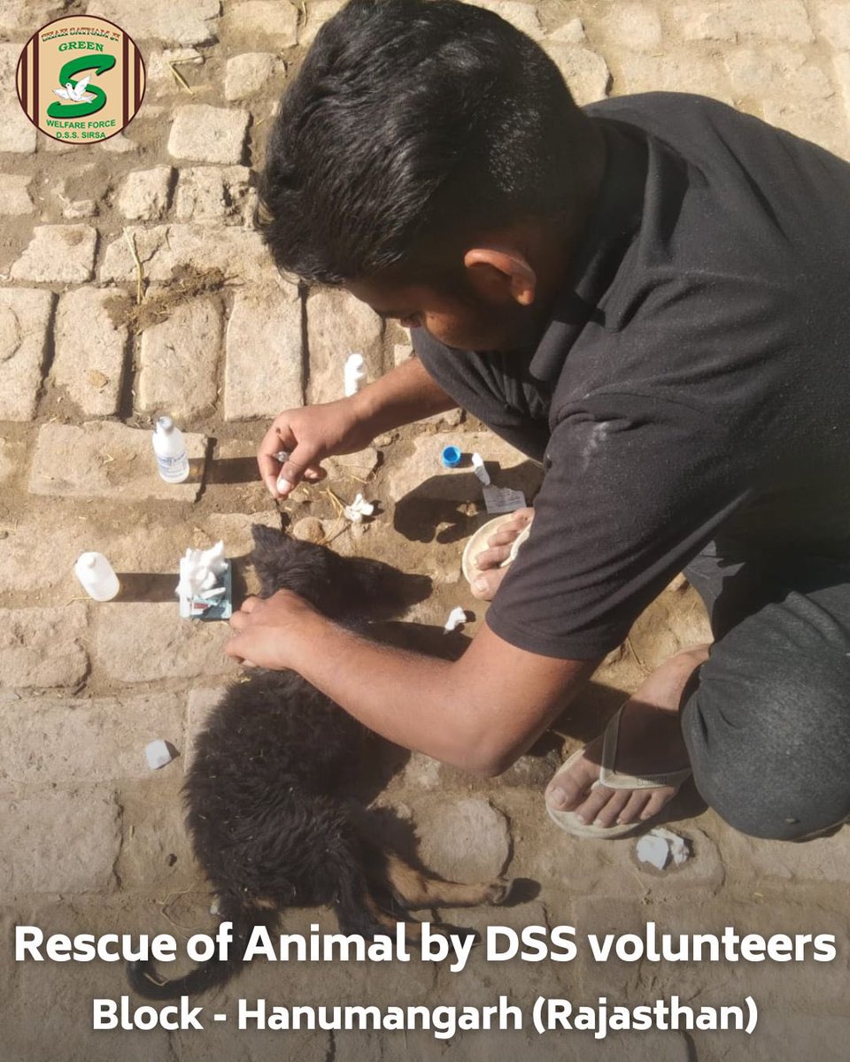 GreenSwelfares's tweet photo. Small acts of compassion have a big impact on those who can't speak for themselves. Shah Satnam Ji Green 'S' Welfare Force Wing  volunteers, guided by Revered Saint Dr. MSG, are spreading positivity by caring for mute creatures. Their dedication exemplifies the transformative power of faith and compassion. #AnimalWelfare #Humanity #DeraSachaSauda