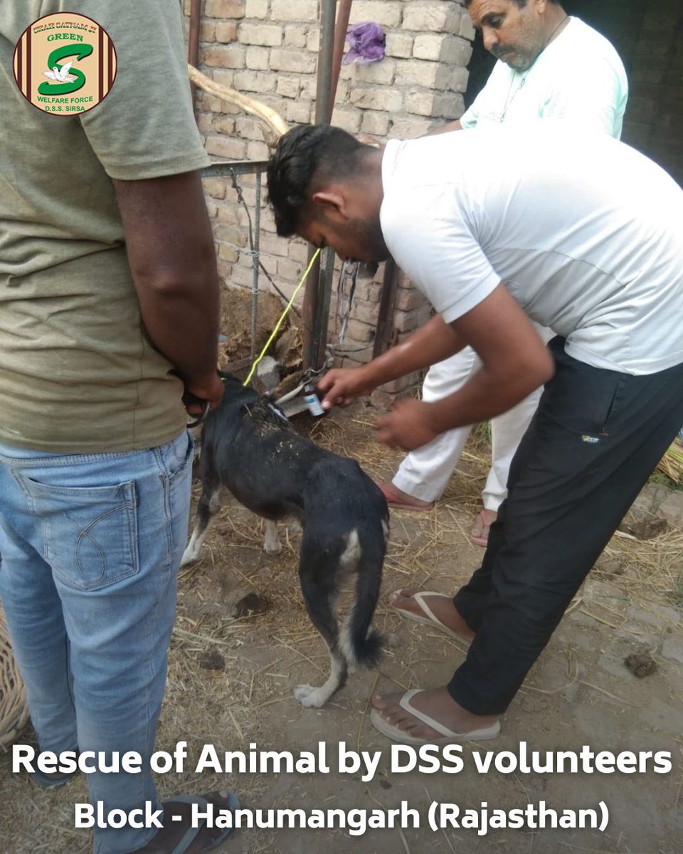 GreenSwelfares's tweet photo. Small acts of compassion have a big impact on those who can't speak for themselves. Shah Satnam Ji Green 'S' Welfare Force Wing  volunteers, guided by Revered Saint Dr. MSG, are spreading positivity by caring for mute creatures. Their dedication exemplifies the transformative power of faith and compassion. #AnimalWelfare #Humanity #DeraSachaSauda