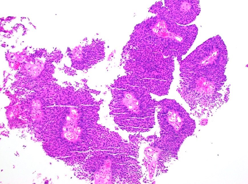 Katrina Collins, MD || Pathologist tweet media