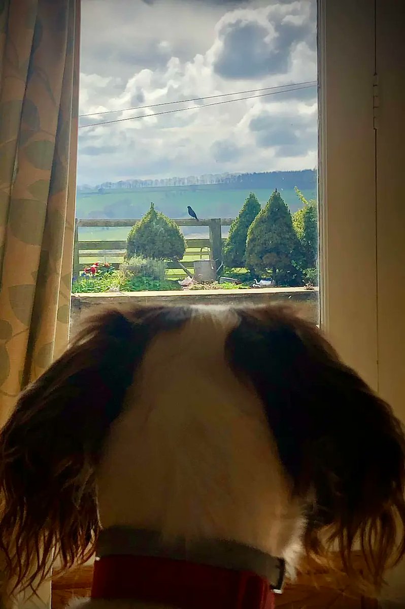 Our Spaniel Tilly watching a blackbird from the comfort of our sofa. Rural North Yorkshire (Sproxton/Howardian Hills National Landscape) England.
Helen Wells Photog
via The view from my window