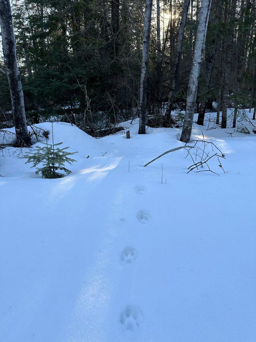 Found lynx tracks disappearing into the forest yesterday morning. Always a fun find. It would be even more fun if I found the animal that made them. 😊