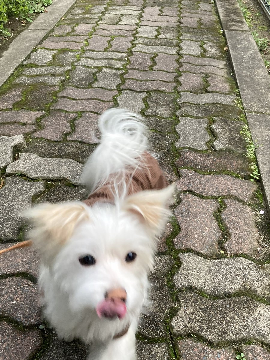 멋쟁이 강아지 페페