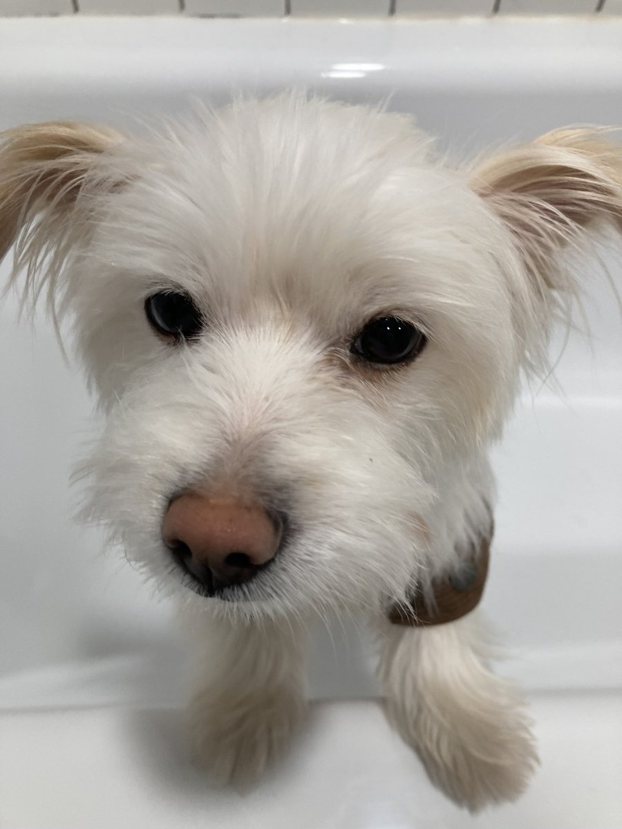 제가 정말 발을 닦아야 되나요..？ ㅜㅜ