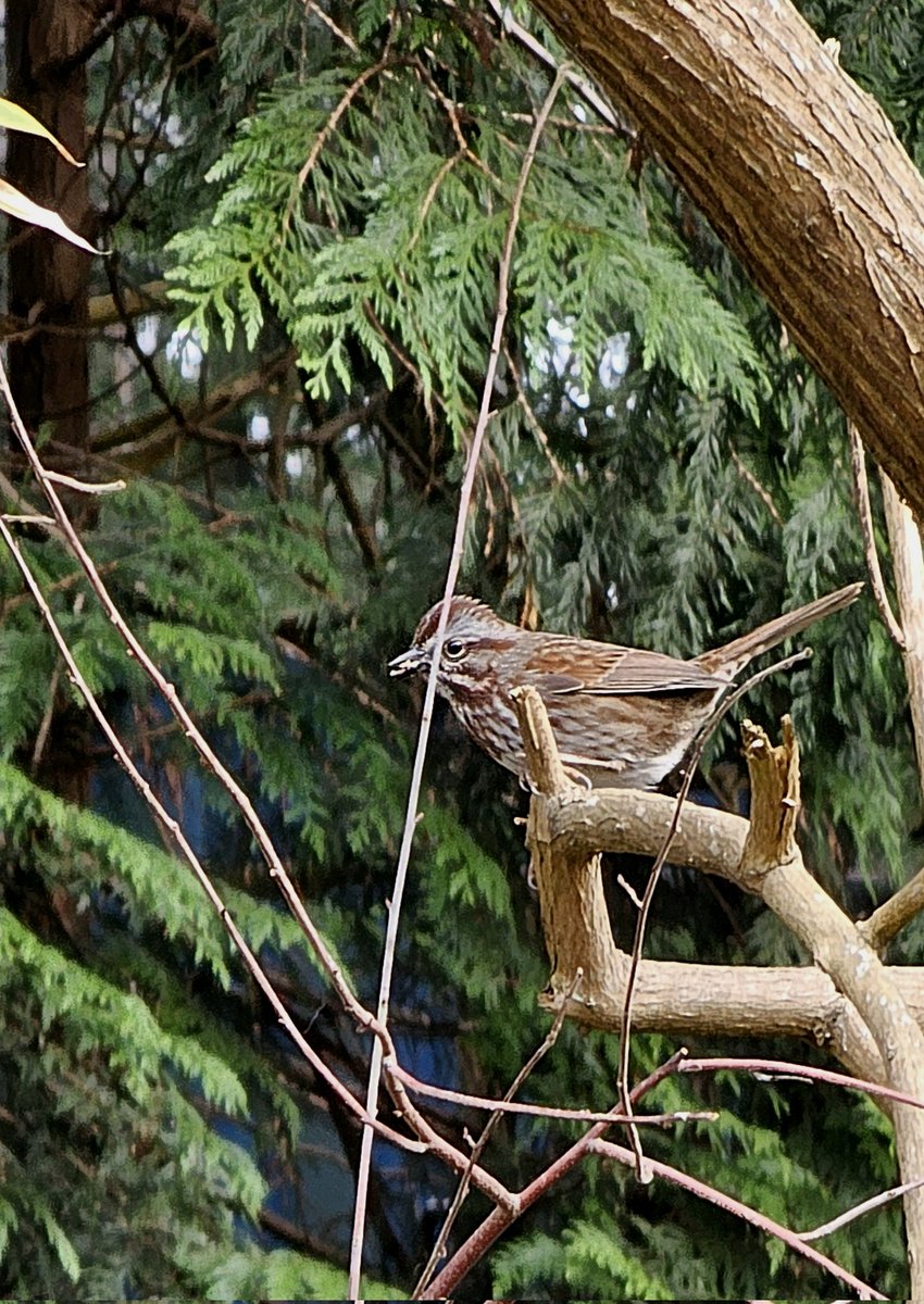 Gn fam. A spritely fox sparrow came to the feeder today. Oh what beautiful song they have.