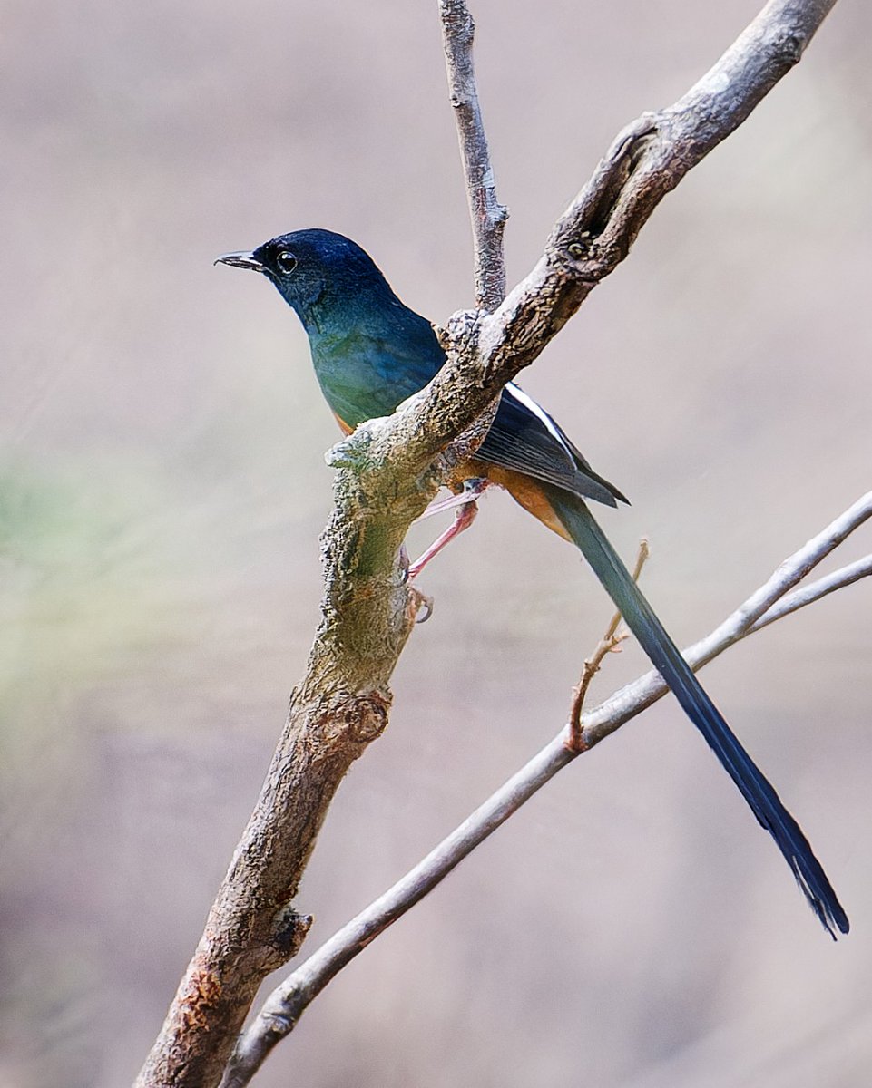 White-rumped Shama (Copsychus malabaricus) photographed in the #Kanha National Park. #MadhyaPradesh #india. #IndiAves #ThePhotoHour #BBCWildlifePOTD #natgeoindia