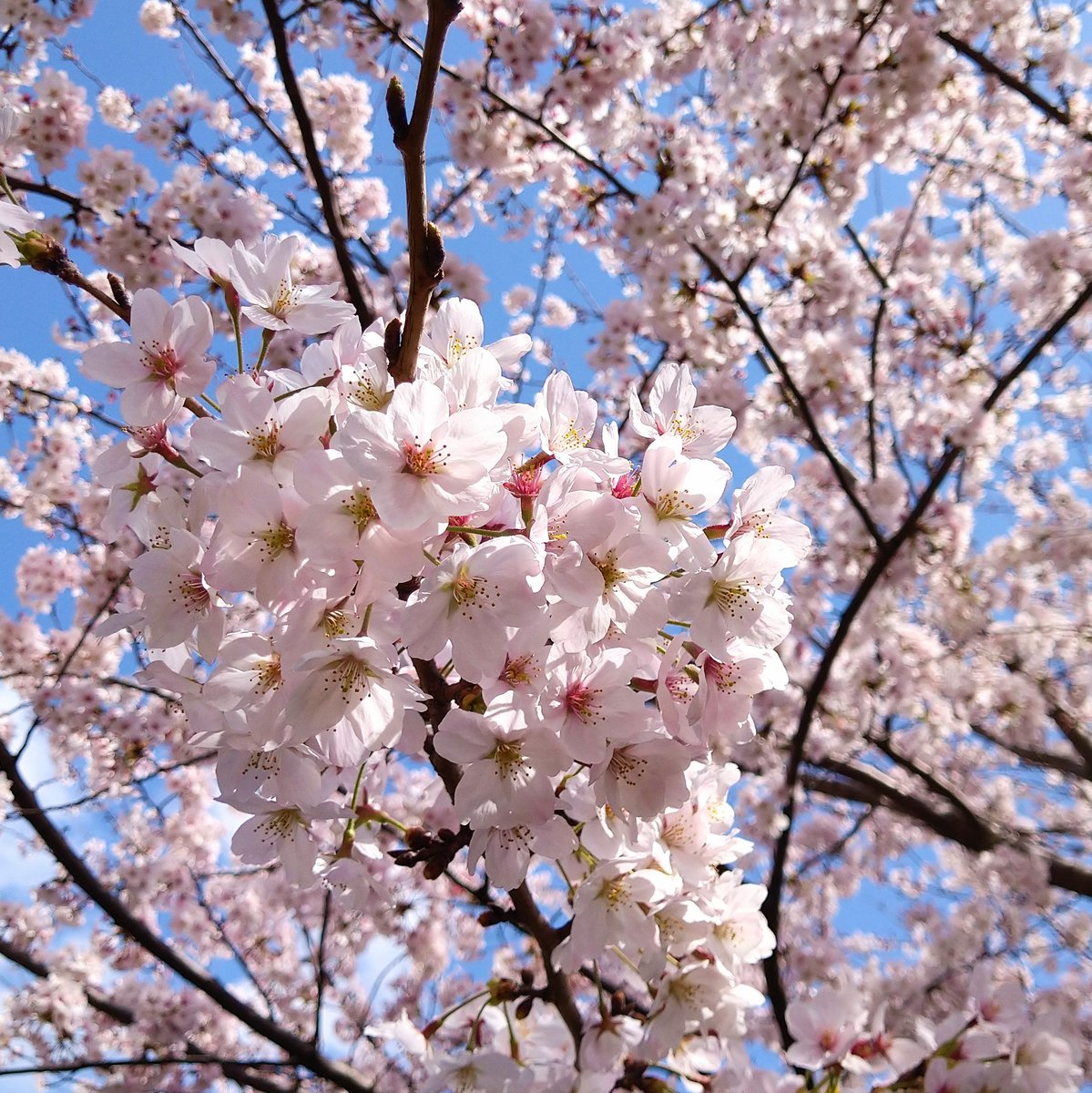 circle__cup's tweet photo. ようやく桜が見頃を迎えました。
今週末、東京も満開となりそうです。
あいにくの天気ですが、雨が上がればコーヒー片手にお花見はいかがですか?
その際はマイボトルや #circlecup を活用してごみを出さないテイクアウトをお願いします!
綺麗な桜と楽しい時間を過ごしてくださいねー😊 https://t.co/7wUxYxsNuh