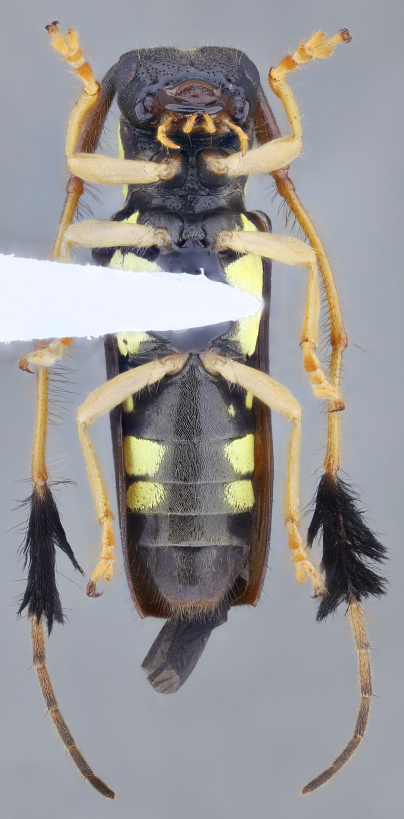 Todo por que hoy es #viernes! 
Cirrhicera sallei Thomson, 1857, hembra (#Lamiinae, #Hemilophini). 
Especie distribuida en #Mexico, #CostaRica y #Panama.  
#Biodiversidad #Coleoptera #Cerambycidae #Beetle #Insects #LonghornFriday