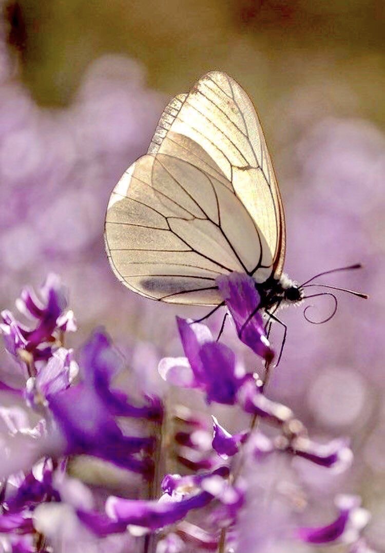 ❦Regardless of external change, the beauty and unique essence that is you remains the same. ~Anne Scottlin 
#innerbeauty #goodmorning #Perspective #beauty #liveforjoy #book amzn.to/3rvsOTg