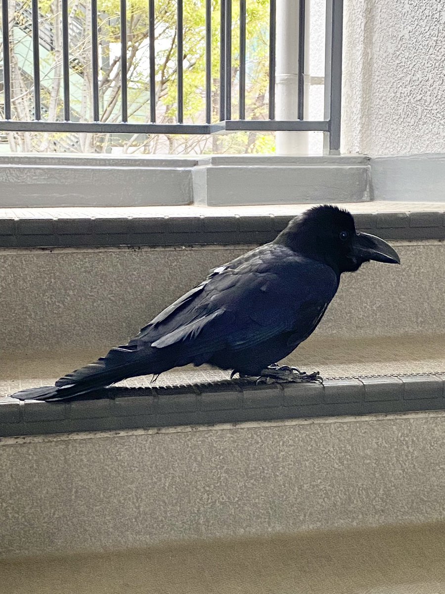 naritai_com's tweet photo. 玄関を開けたら、珍客が🌿

カラス🐦‍⬛くん、こんにちは、と声をかけたら、近寄ってきました。
目をパチクリ👀してかわいい。

🐦‍⬛って、めっちゃ人懐っこいですよね！ https://t.co/TwxVjkknIs