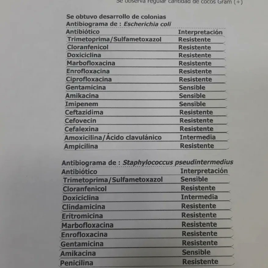 Hera sigue internada
La situación es caótica 
Estamos con muchísimas deudas, de alimento y de veterinaria debemos más de 400mil pesos y ya no sabemos como seguir, lo que es seguro es que rendirnos no es una opción con más de cien animales a cargo 
Necesitamos ayuda