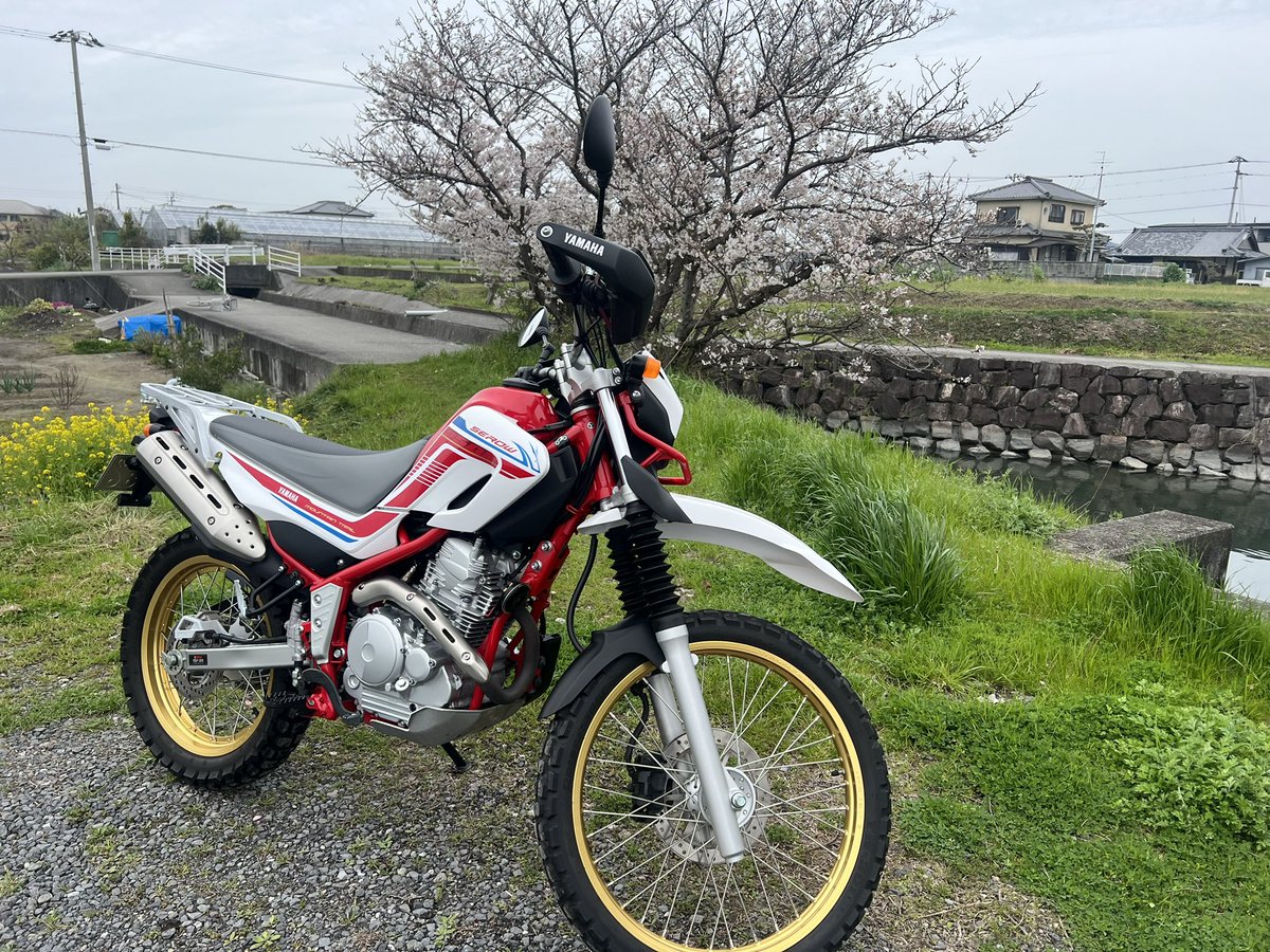 mikiton_k's tweet image. みきとん、春の納車祭り🌸第一弾‼️

#セロー250 
#COLOR1
#納車祭りは第何弾で打ち止めか