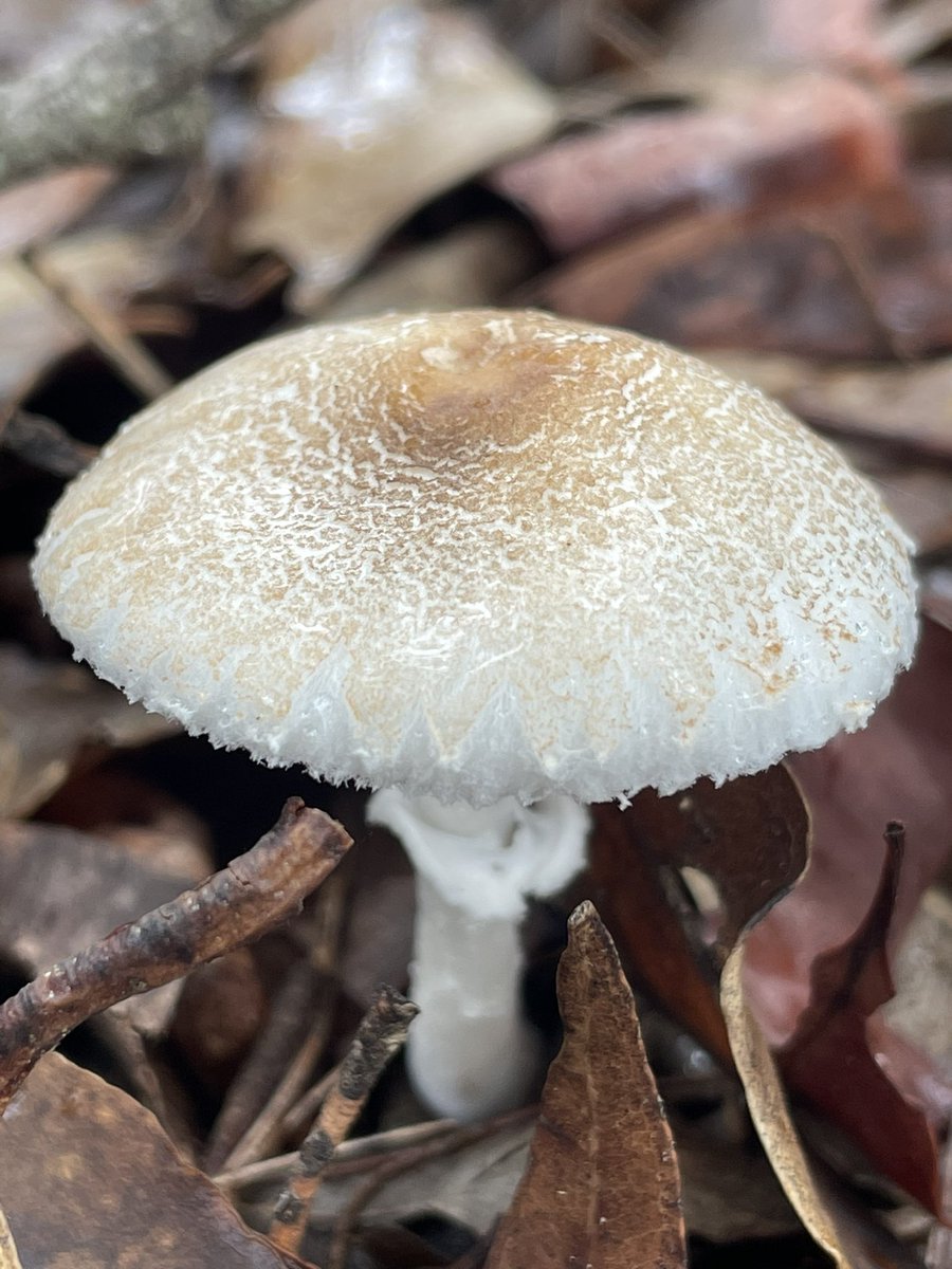 Lots of great fungi at UniSQ Toowoomba gardens at present with all the rain.