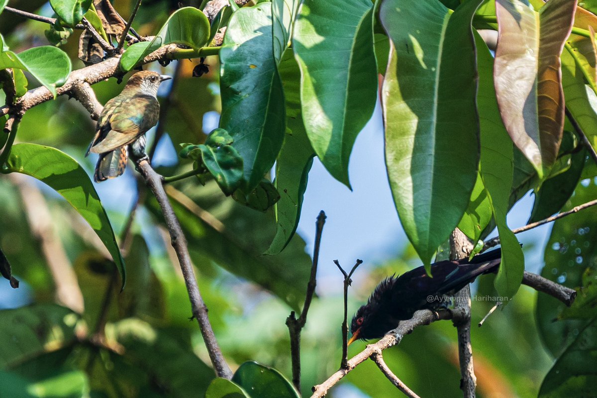 Violet cuckoo pair in a frame…a rare catch. #IndiAves #BBCWildlifePOTD #natgeoindia #ThePhotoHour #SonyAlpha