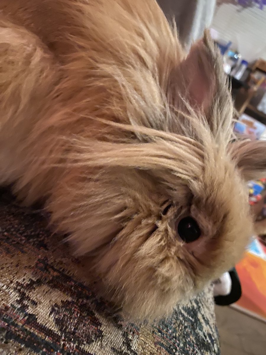 Em0hedgeh0g's tweet photo. Happy Gotcha day to my sweet bun bun!! ^3^ 4 years ago today, we got you 🥹🩷 LOVE YOU STINKY BOY!!
#GotchaDay #LionheadRabbit #bunny https://t.co/dbULyaJRBS