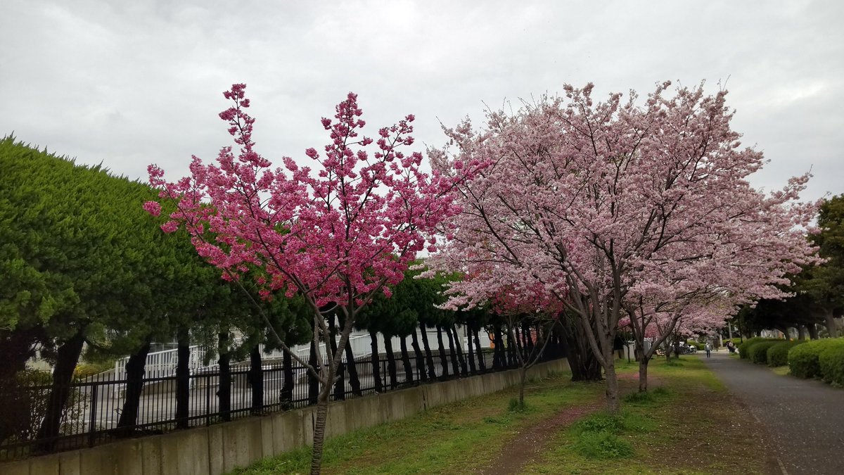 #見た人も無言で桜の画像を上げる